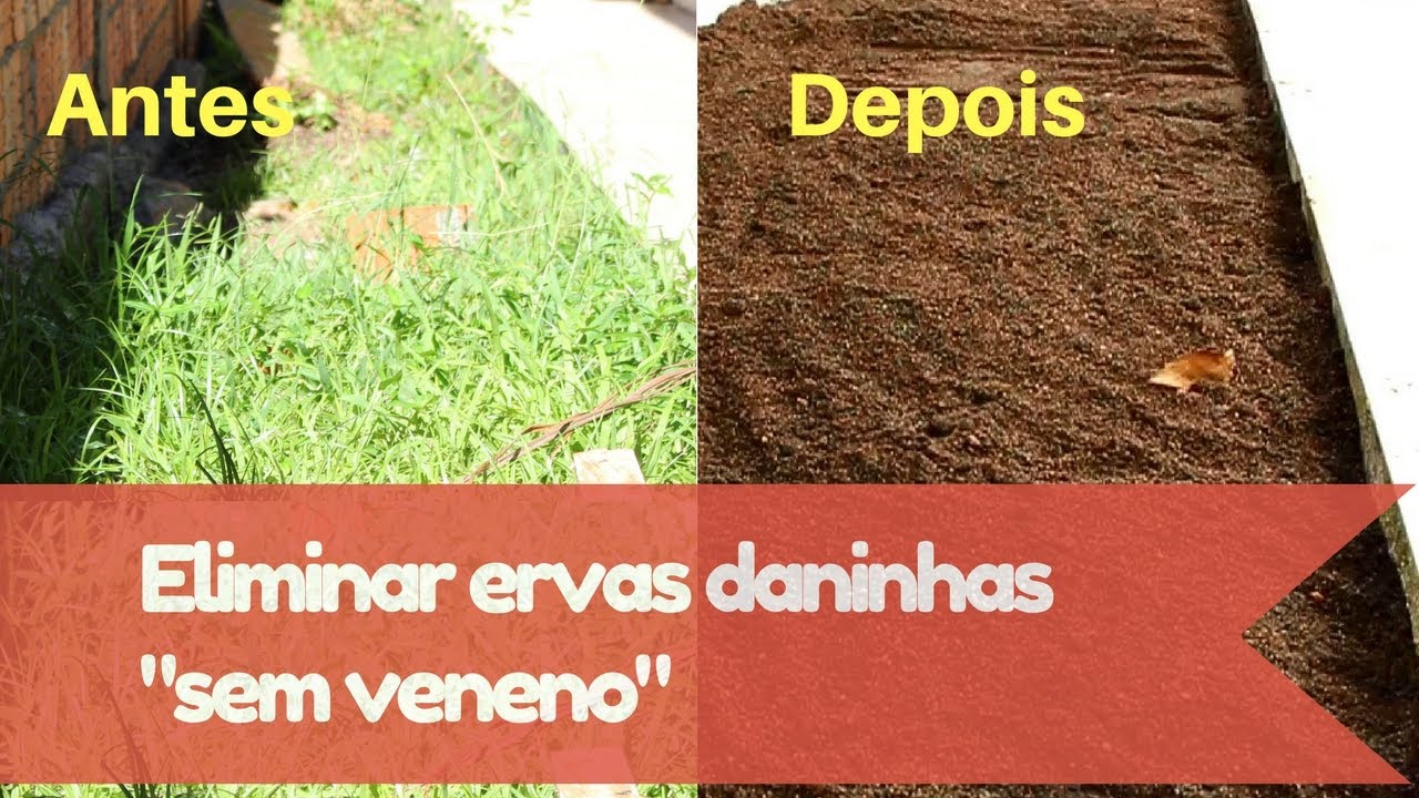 Como acabar com as ervas daninhas sem utiliza&ccedil;&atilde;o de veneno