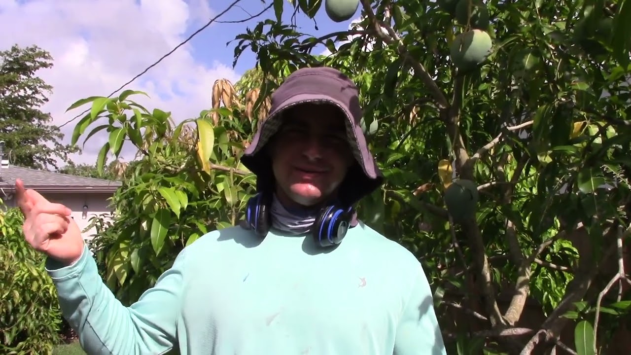 Zill M-4 Mango. A Coconut Mango.