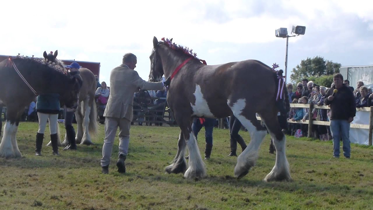 Buckham Fair 2015 - Martin Clunes with his Clydesdale Horses