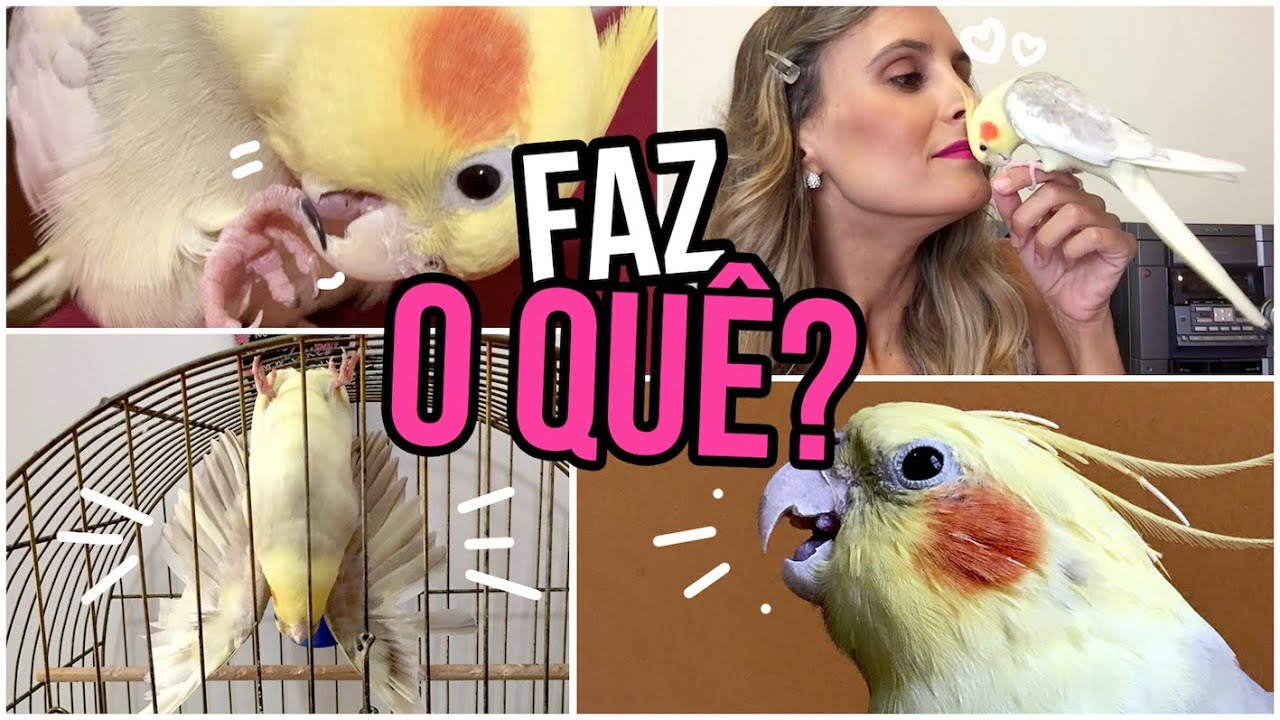 7 COISAS QUE CALOPSITA FAZ
