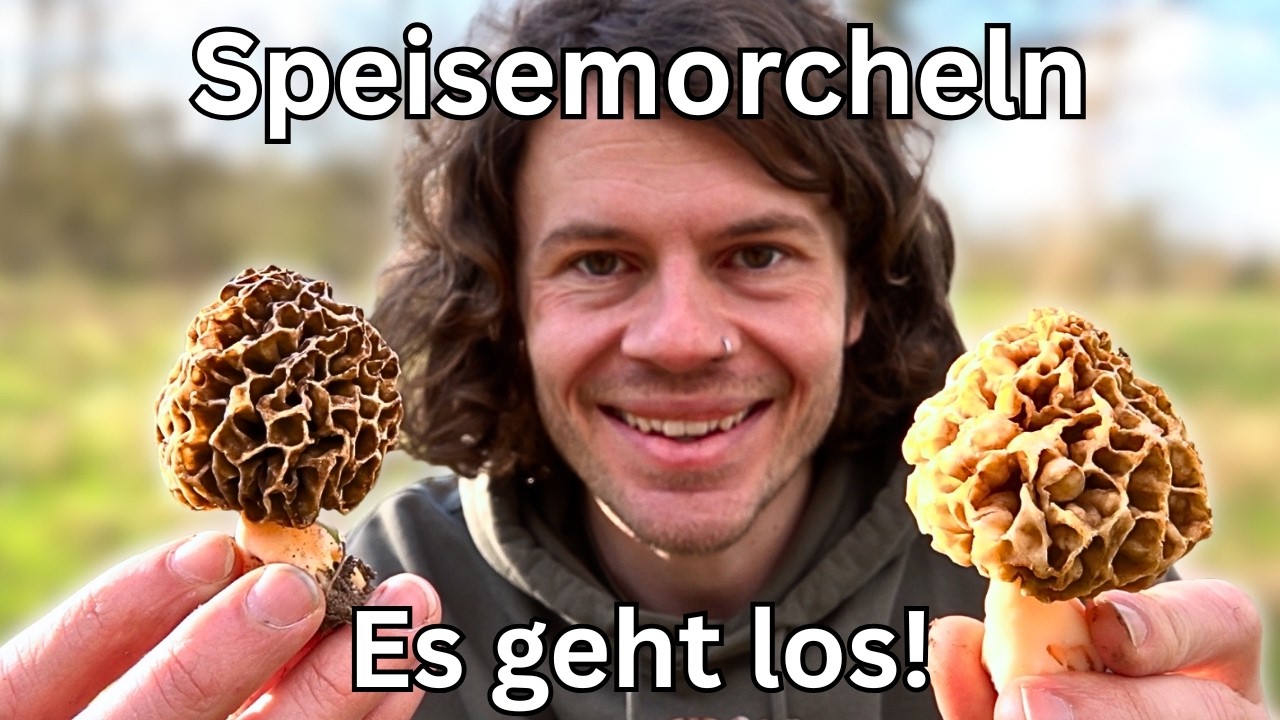 Die Speisemorcheln sind da! - Pilze & Wildkr&auml;uter sammeln