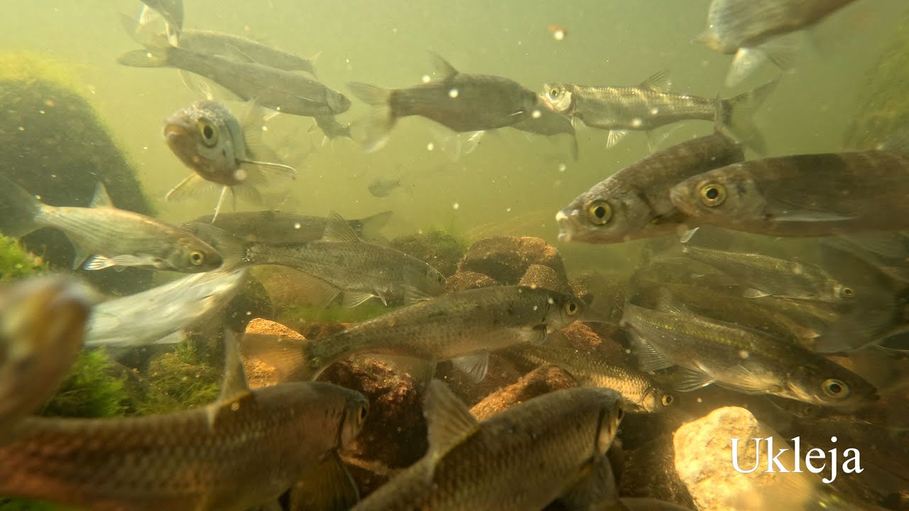 Tarło uklei na żwirze. Bleak spawning [4K]