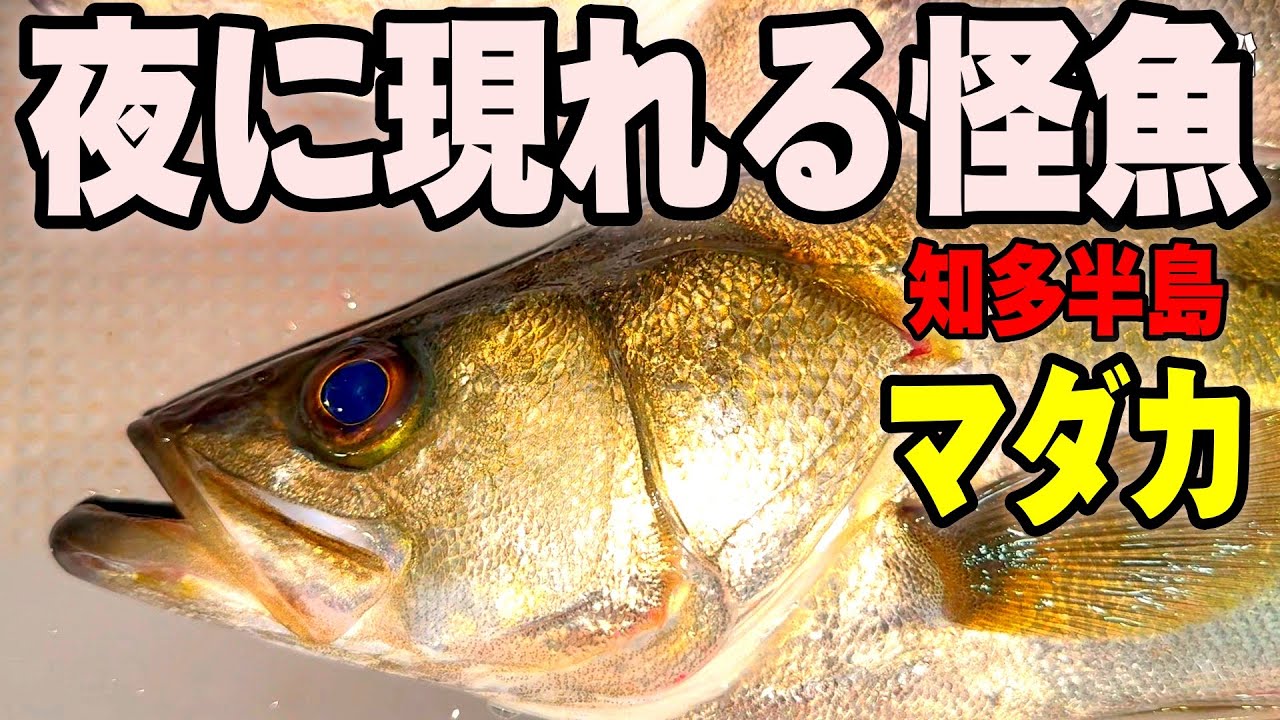 《愛知・竹下釣船》【年2か月だけ】幻の魚、釣れたらヤバい。知多半島の夜マダカ釣り、全部見せる！2025 6 22マダカ