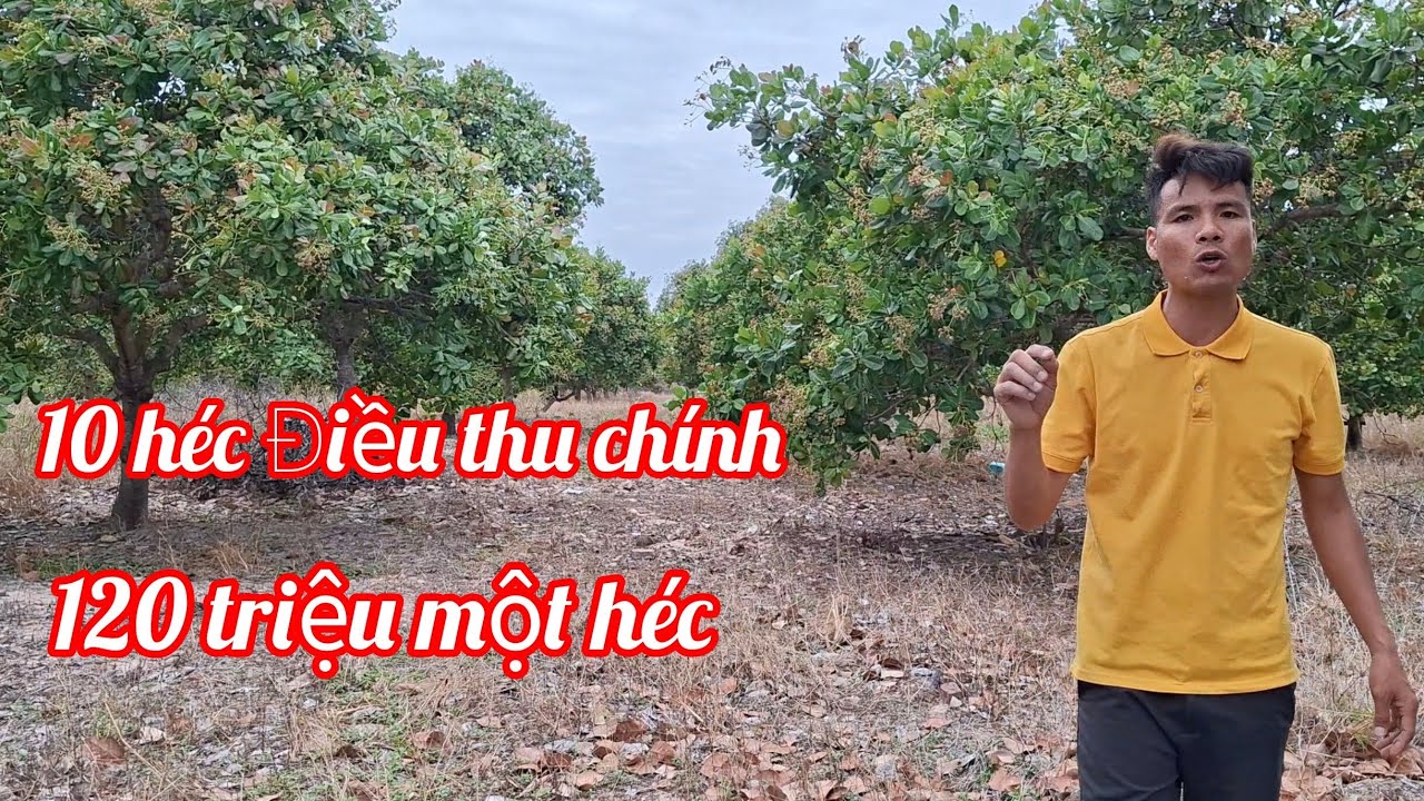 (370) Siêu rẻ chủ ngộp bán 10 héc ta điều đã thu chính, mua vài năm lời luôn, làm được sổ. 