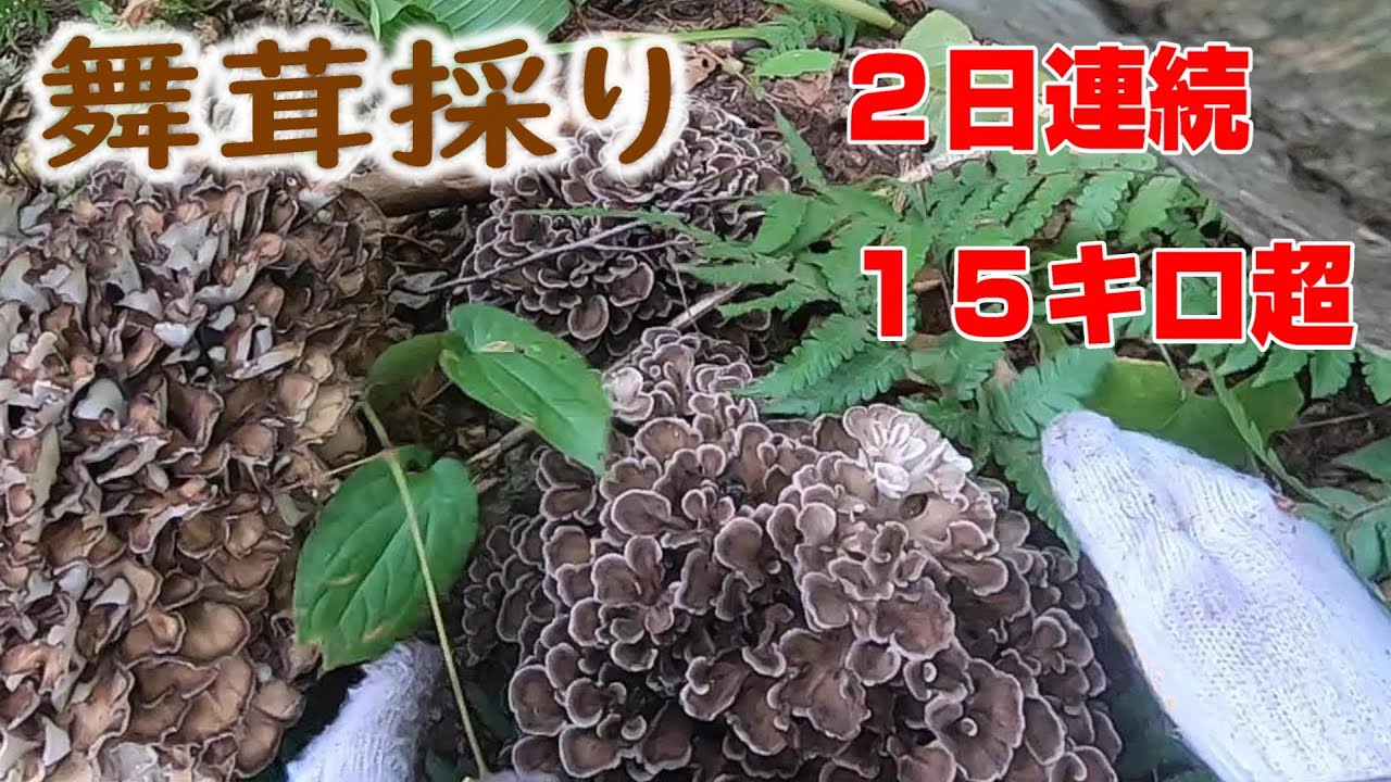 昨日、背負いきれなかった舞茸を採りに　連日１５キロ超