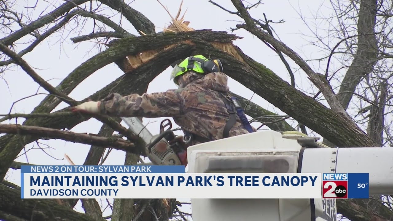 Maintaining Sylvan Park's tree canopy