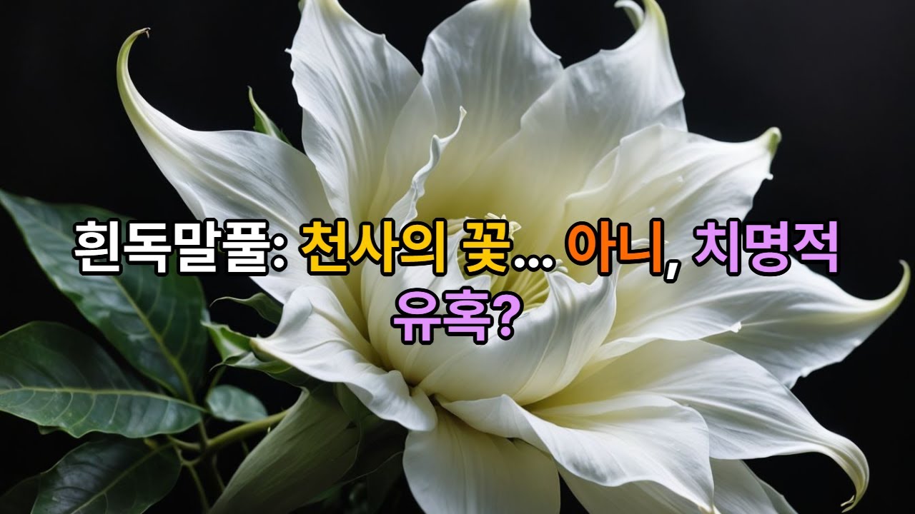 흰독말풀: 천사의 꽃&hellip; 아니, 치명적 유혹? / 10월 23일 탄생화 다투라 이야기