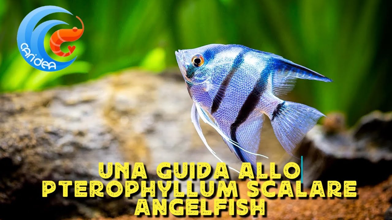 UNA GUIDA ALLO PTEROPHYLLUM SCALARE (ANGELFISH)