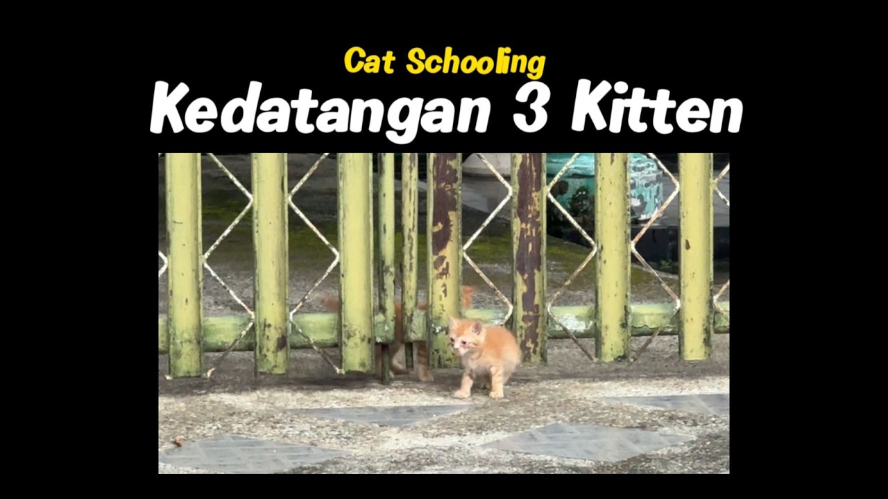 Cat Schooling Kedatangan 3 Kitten! Renji manak terus!