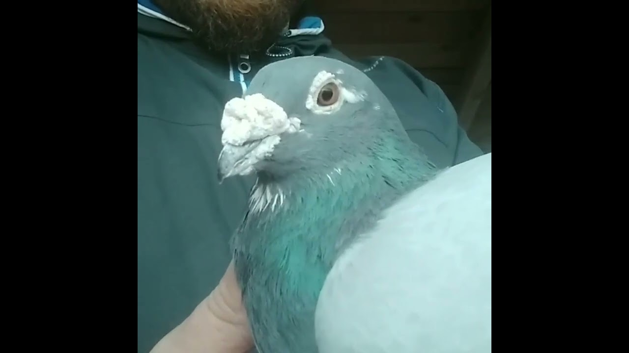 Maurice Delbar PigeoN Racing