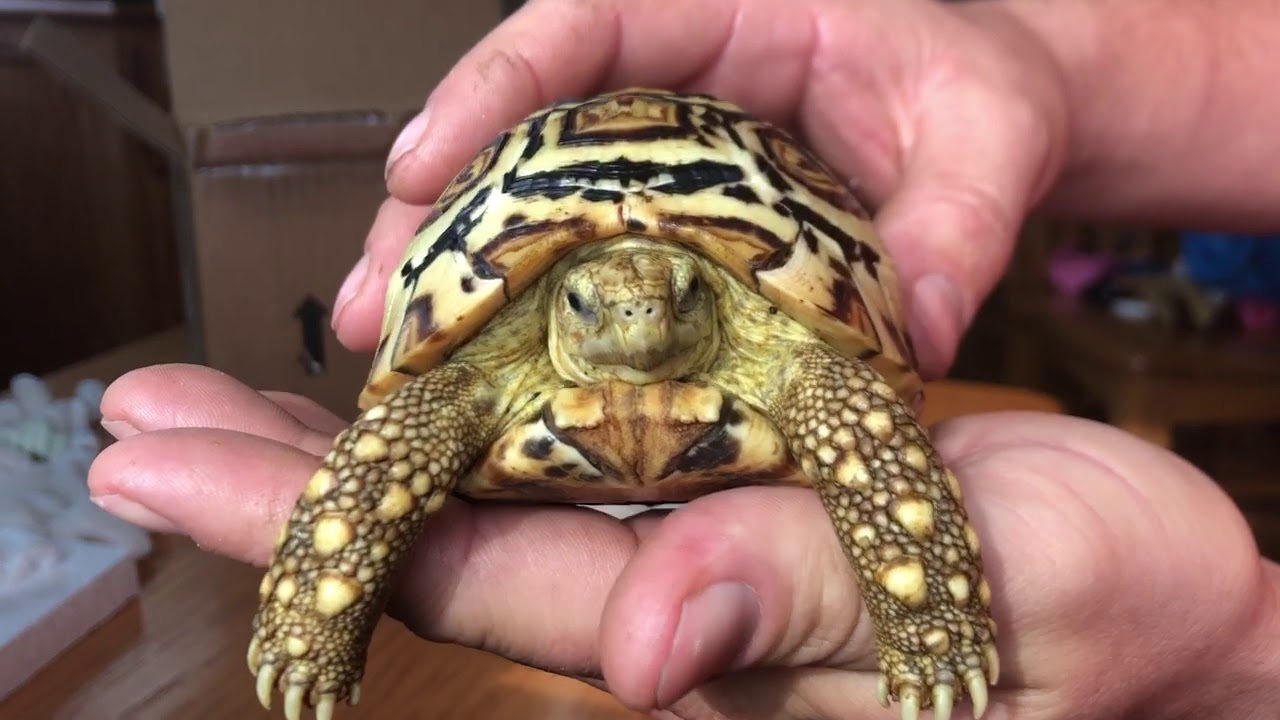 Unboxing 15 month Leopard Tortoise!!!!