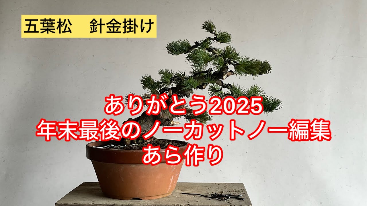 盆栽　五葉松　針金掛け、ジン作り　2025年年末最後のあら作り