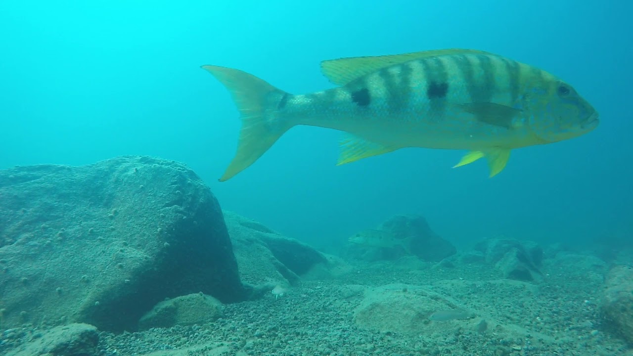 Tanganyika Underwater-2018