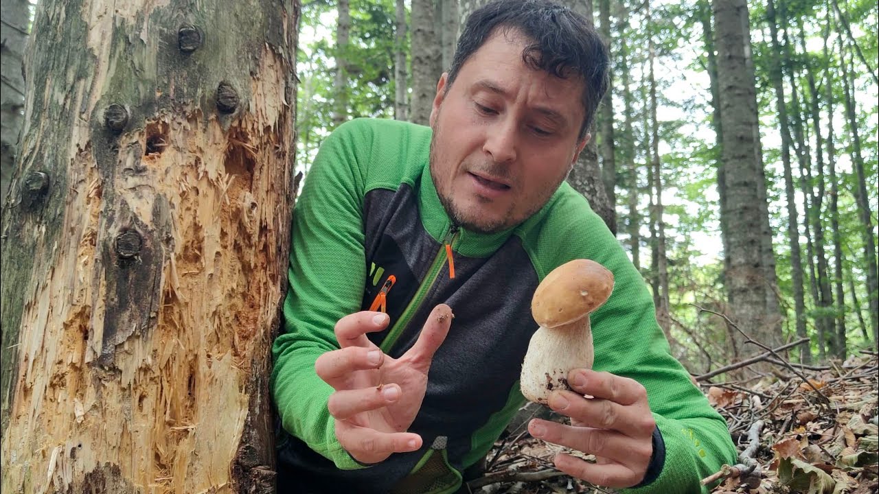 Come pulire i funghi porcini!