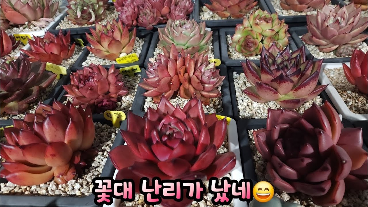 꽃대 난리가 났네😄 #프랭크슈퍼클론 #베라썬 ##마티니 눈맞춤합니다.