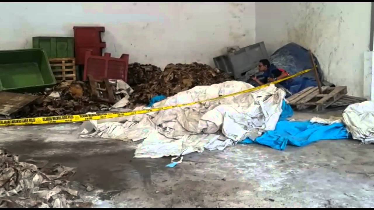 Kulit Sapi untuk Sepatu oleh Pabrik Asal Mojokerto Ini Malah Dijadikan Cecek dan Rambak