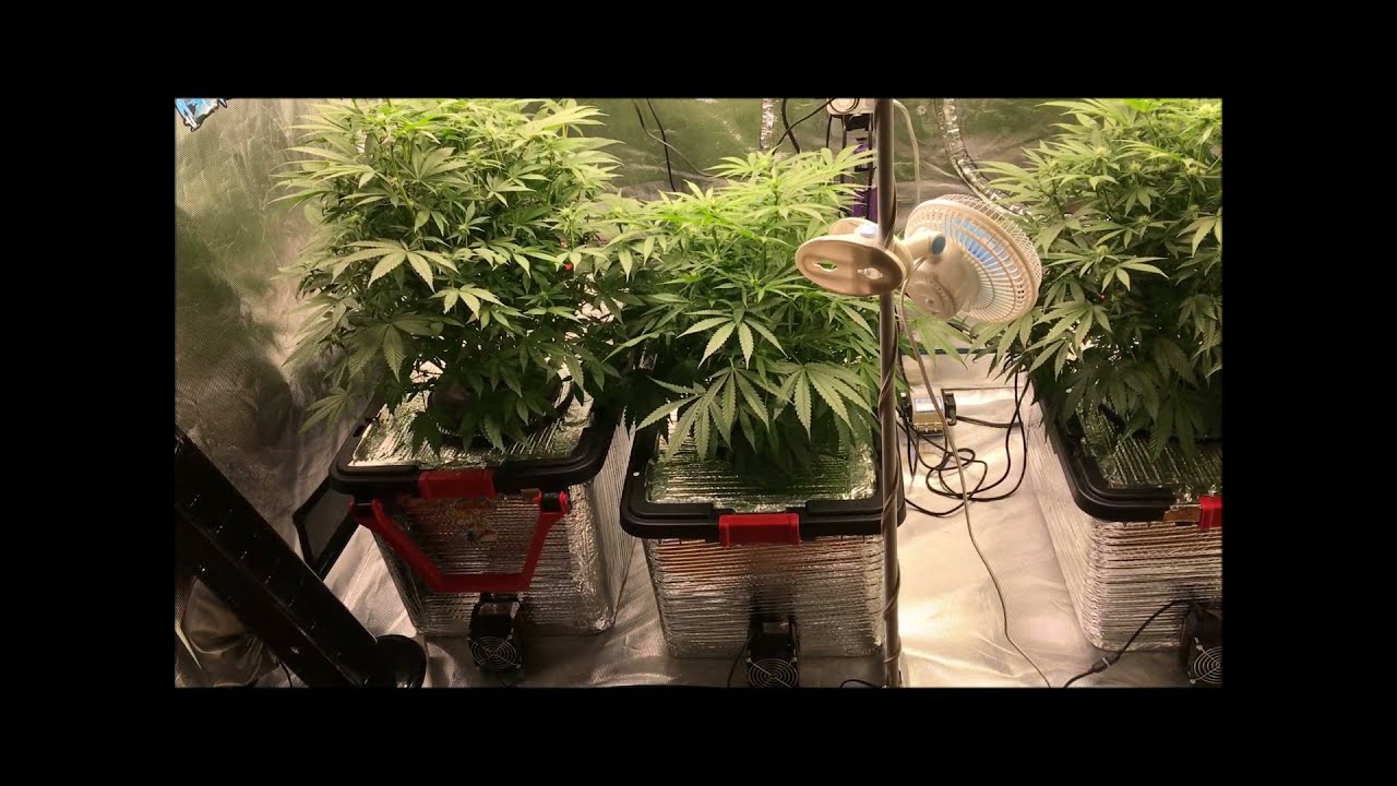 Alien Masster Kush & Strawberry Eclair day 56