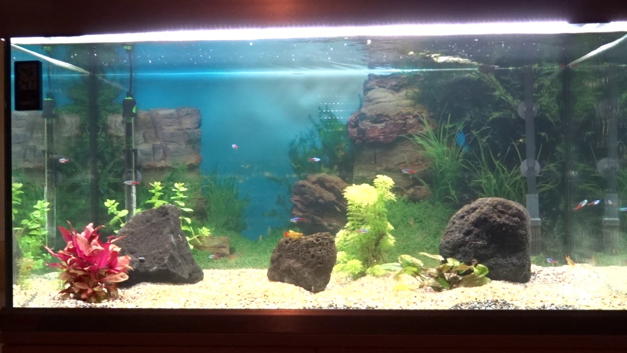 EHEIM proxima 250 classicLED Aquarium neu eingerichtet, nach Einfahrphase.