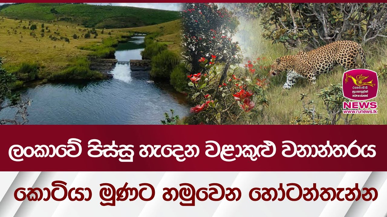 කොටියා මූණට හමුවෙන ලංකාවේ පිස්සු හැදෙන වළාකුළු වනාන්තරය - හෝටන්තැන්න   | Rupavahini News