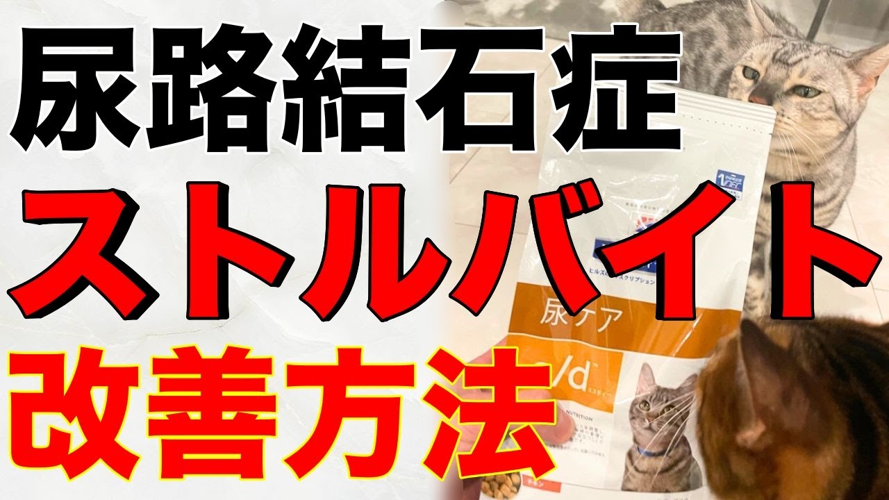 愛猫のストルバイト結晶を改善！獣医も推奨の対策法とは？