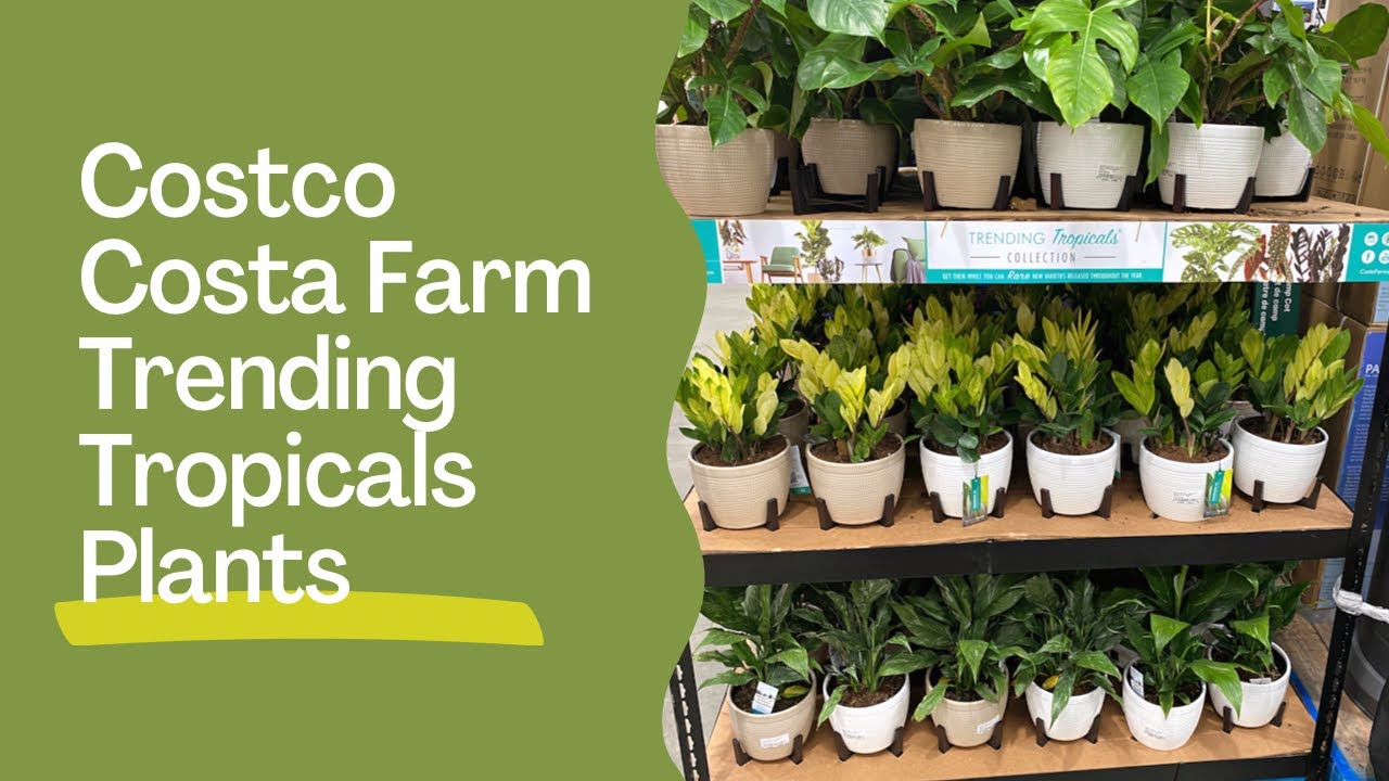 Costco Costa Farms Trending Tropicals Finds - What did I buy?