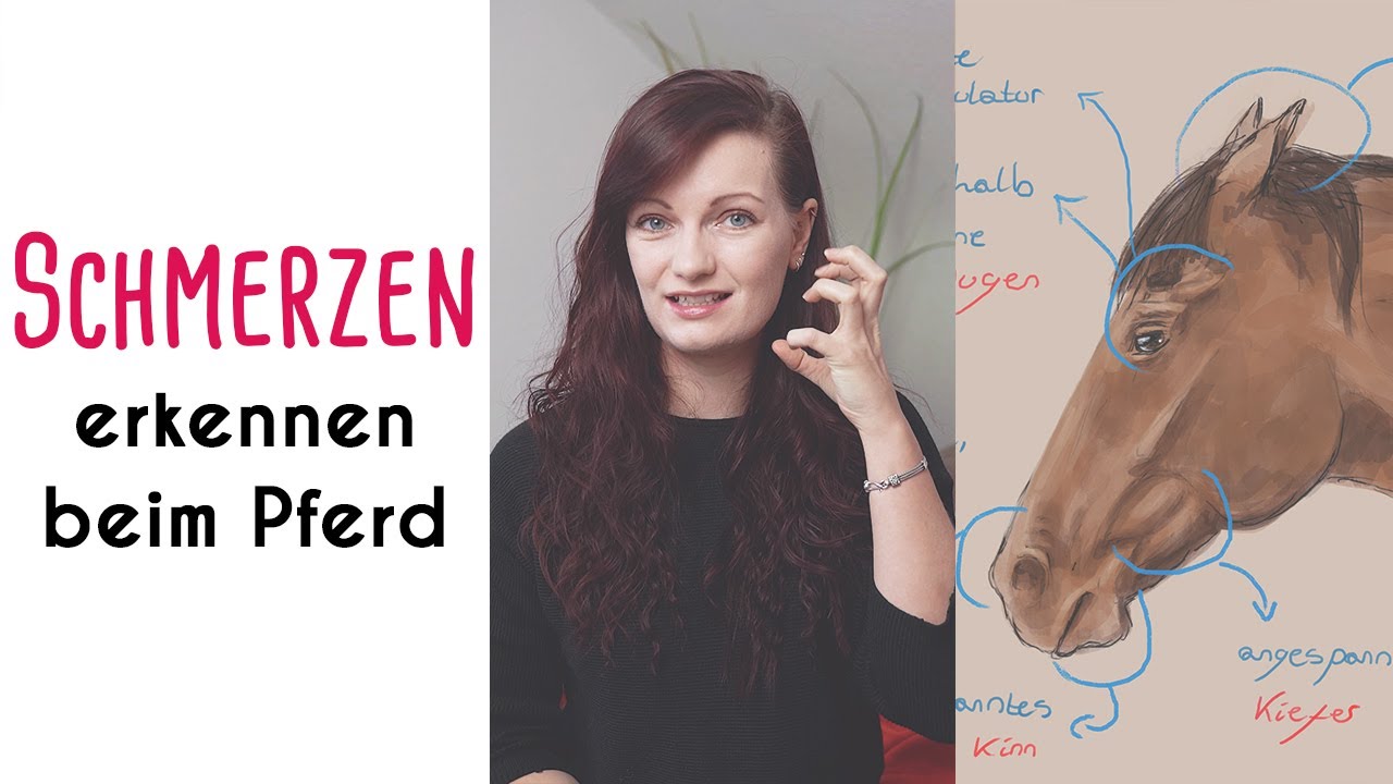 So erkennst Du Schmerzen beim Pferd!