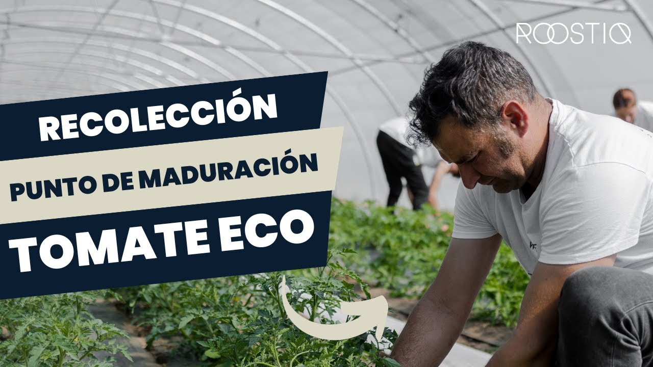 Poda, recolección y punto de maduración del Tomate 38 ecológico de Roostiq