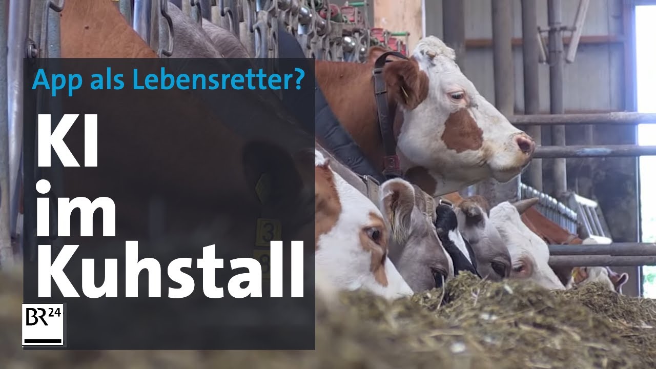 Landwirtschaft 2.0: KI-Kontrolle im Kuhstall?! | Abendschau | BR24