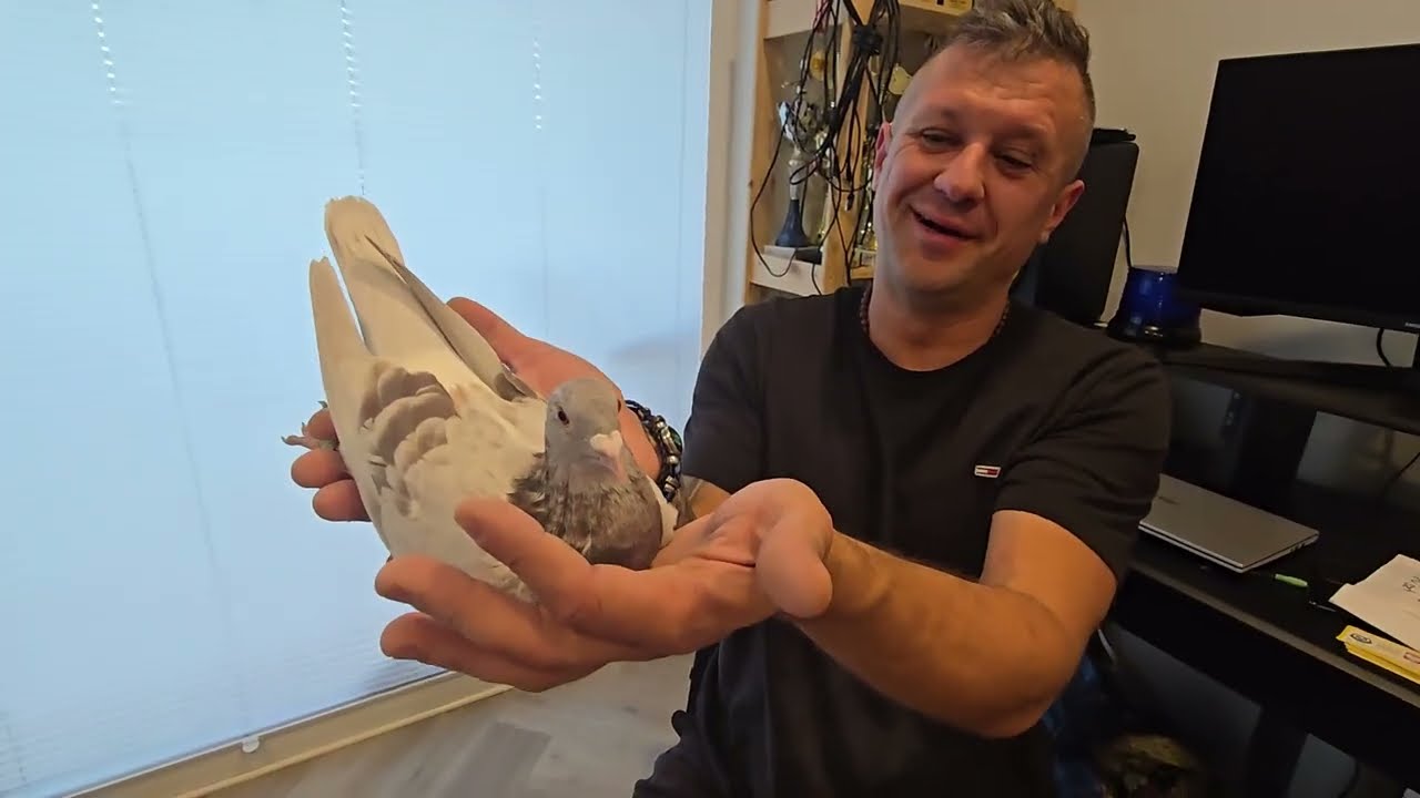 Pociski Magika 👑Vos Jansen