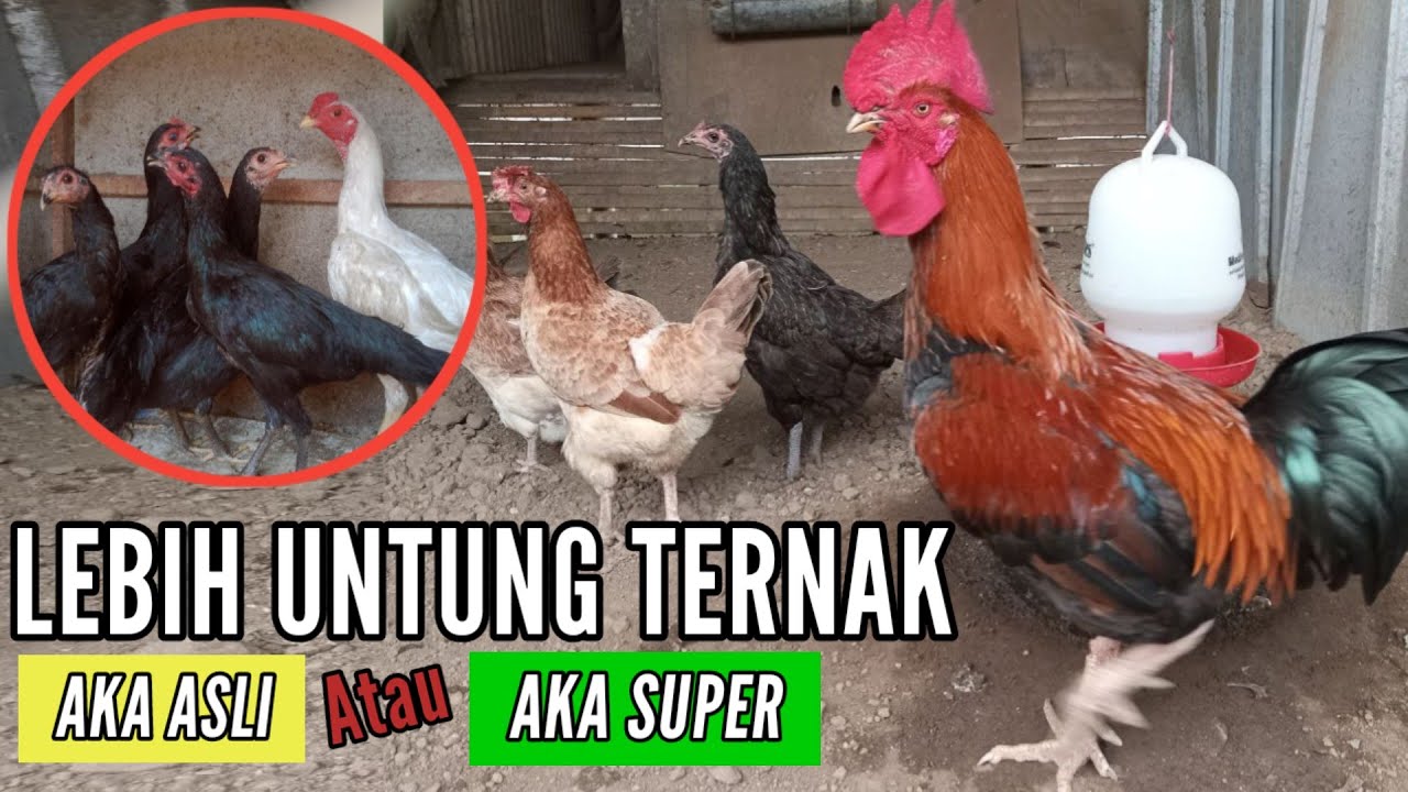 Рентабельность Super Kampung Chicken или Original Kampung Chicken?