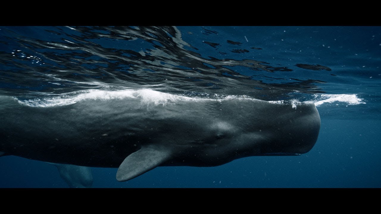 Listen to the Whales
