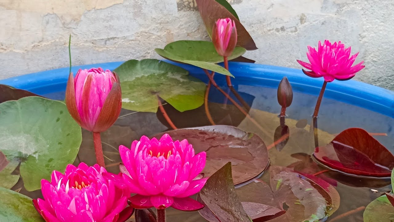 complete video on planting of hardy waterlily... हार्डी वाटरलिली लगाने की पूरी विधि ... 🌷🌷🌷🌷