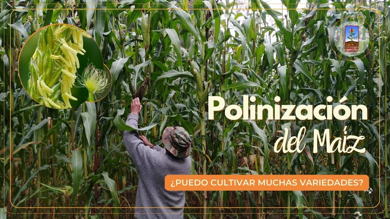 Polinización del maíz || Tips para tener hermosas mazorcas