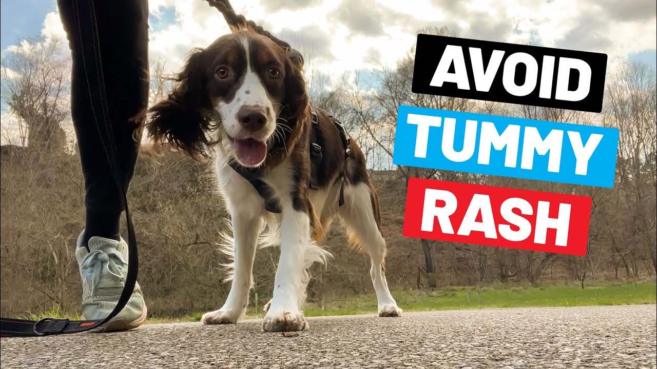 If Your Dog Has A Rash On Their Tummy, It Could Be THIS!