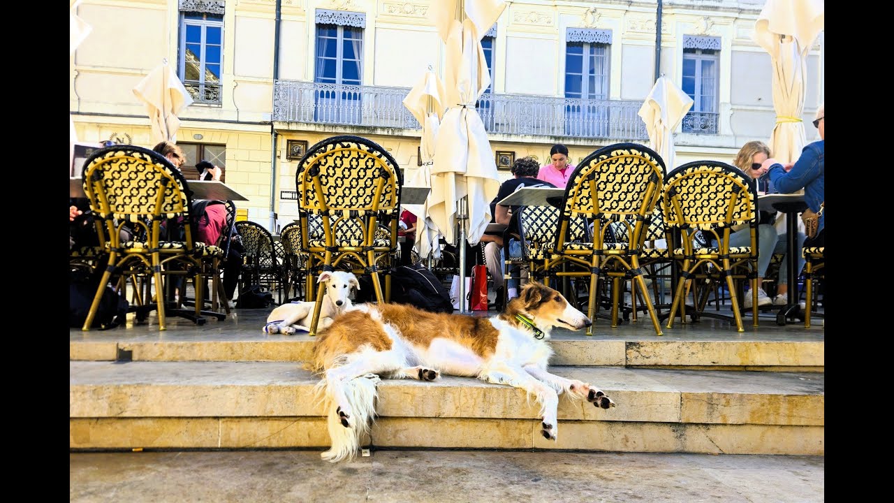 Atlantide DU JOYAU DES BOIS sociabilisation - Chiot Barzoï de 2 mois Nîmes Élevage DU JOYAU DES BOIS