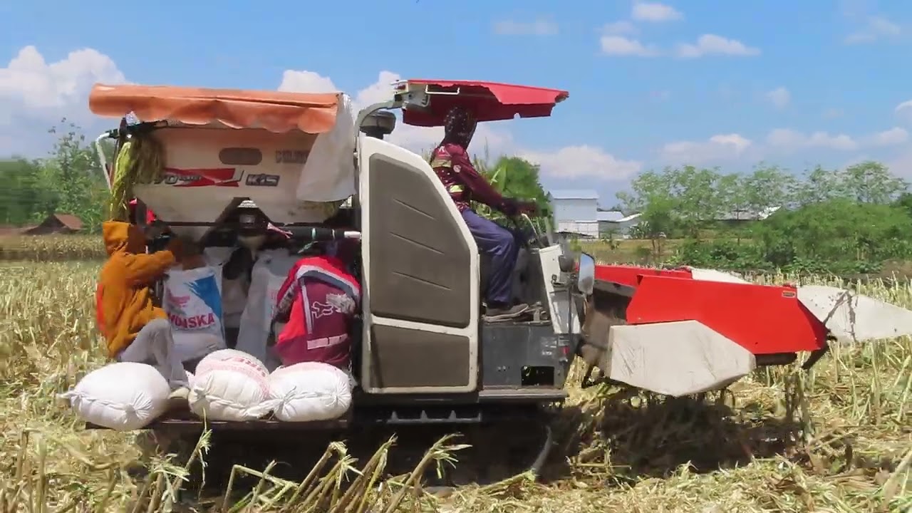 Kombi Sawah KUBOTA HEADER JAGUNG memanen di Balong Ponorogo | MT3 2024
