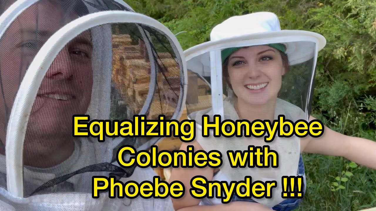 Equalizing Honeybee Colonies with Phoebe Snyder !!!