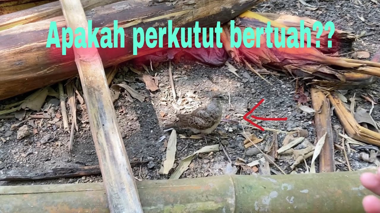 Lagi duduk tiba - tiba di samperin burung perkutut