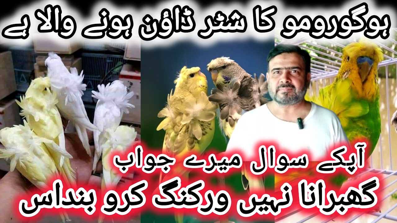 Hogoromo Ka Shutter Down Honay Wala Hai | Hogoromo Working in 2026 | Budgies Mutation Working