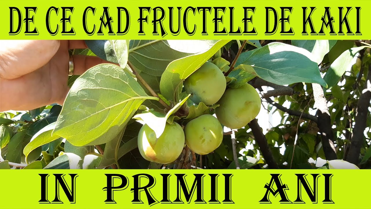 De ce cad fructele de kaki in primii ani - Marin Constantin