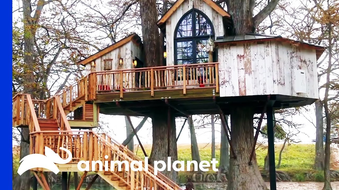 Would You Stay In This Luxurious Treetop Bed & Breakfast? | Treehouse Masters
