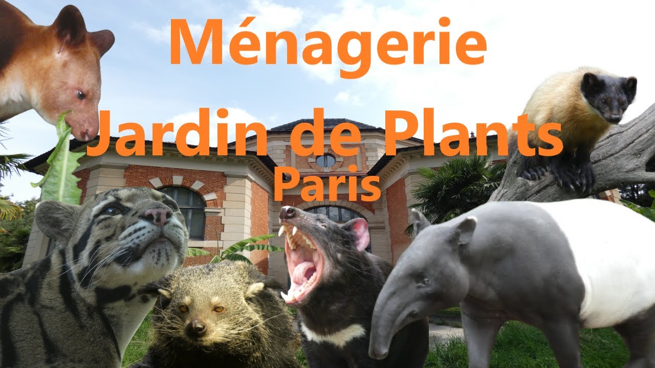 Ein Besuch in der Ménagerie Jardin de Plants in Paris 🇫🇷 | Zoobesuch #4