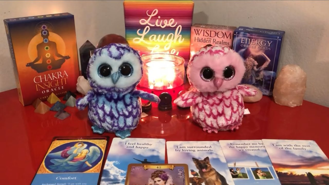 TUS MASCOTAS ALLÁ EN EL CIELO 🌹😇 TIENEN MENSAJES IMPORTANTES PARA TI✨♥️🐾✨CANALIZACIÓN💫 #amor #tarot