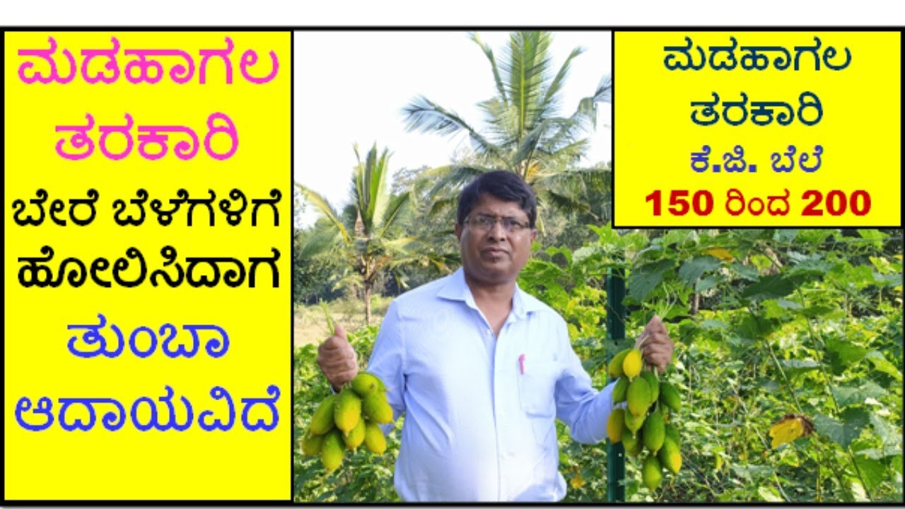 ಮಾಡಹಾಗಲ ತರಕಾರಿ ಬೇರೆ ಬೆಳೆಗಳಿಗೆ ಹೋಲಿಸಿದಾಗ ತುಂಬಾ ಆದಾಯವಿದೆ