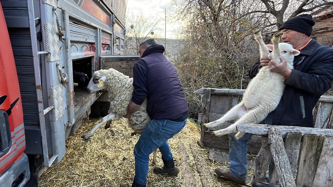KOYUN YÜKLEME 🐑🐑🐑