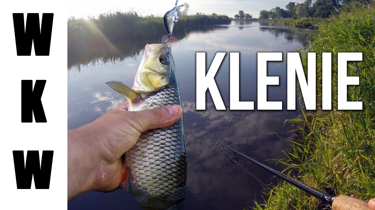 Klenie i okonie z rzeki Nidy| Wędkarstwo Spinningowe| Wędkarstwo