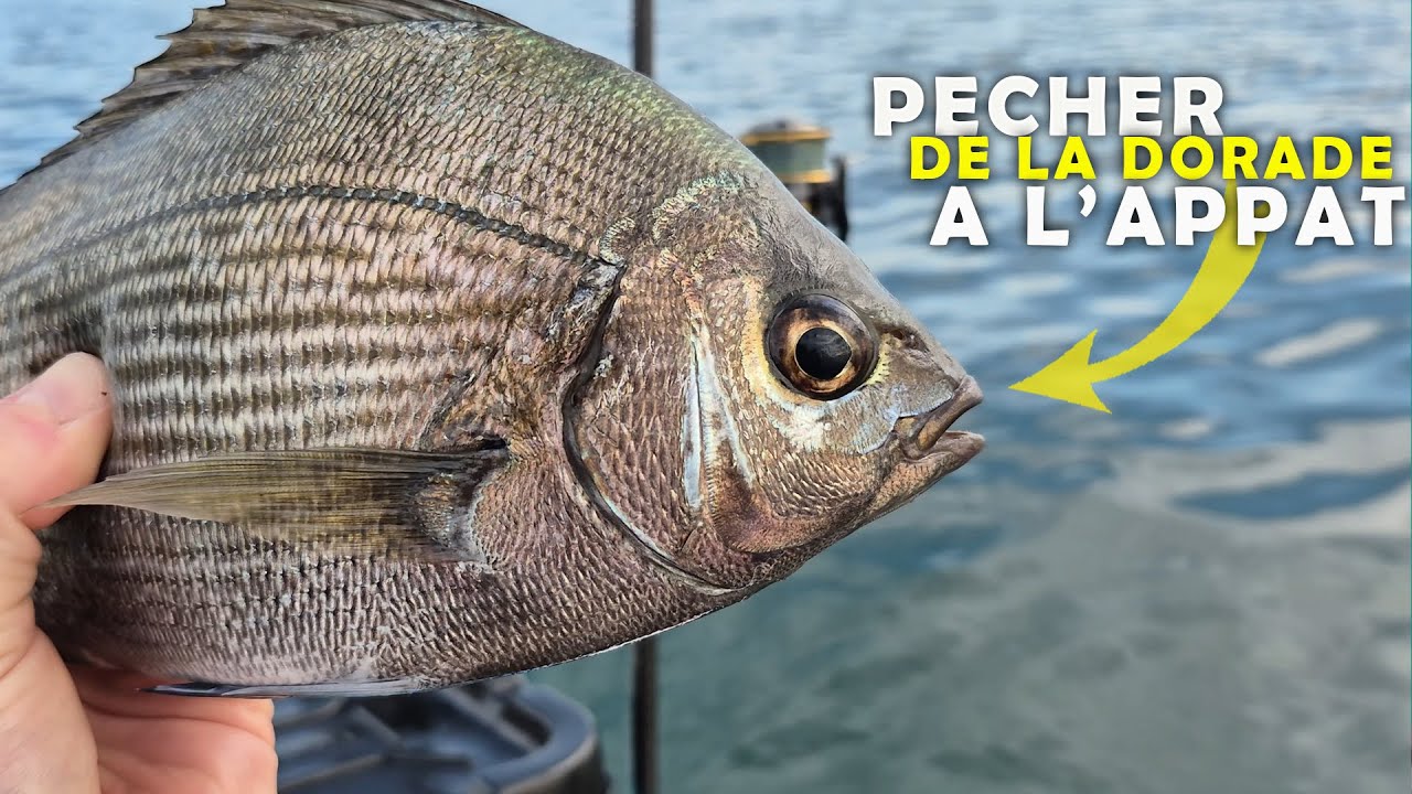 Pêche à la DORADE avec du CALAMAR en Bretagne - Golfe du Morbihan