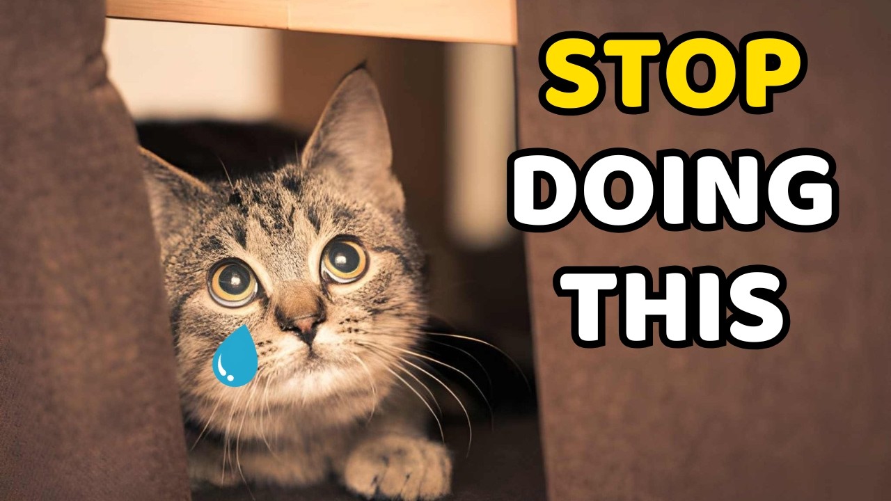 If Your Cat Seems Distant, These 9 Habits May Be Why
