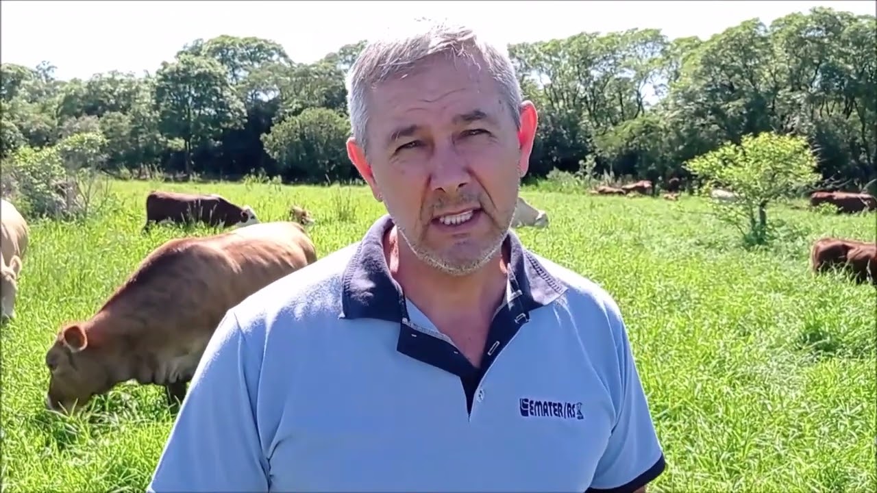 Hermártria: gramínea perene de verão, um ótimo alimento para o gado de corte - RG Rural