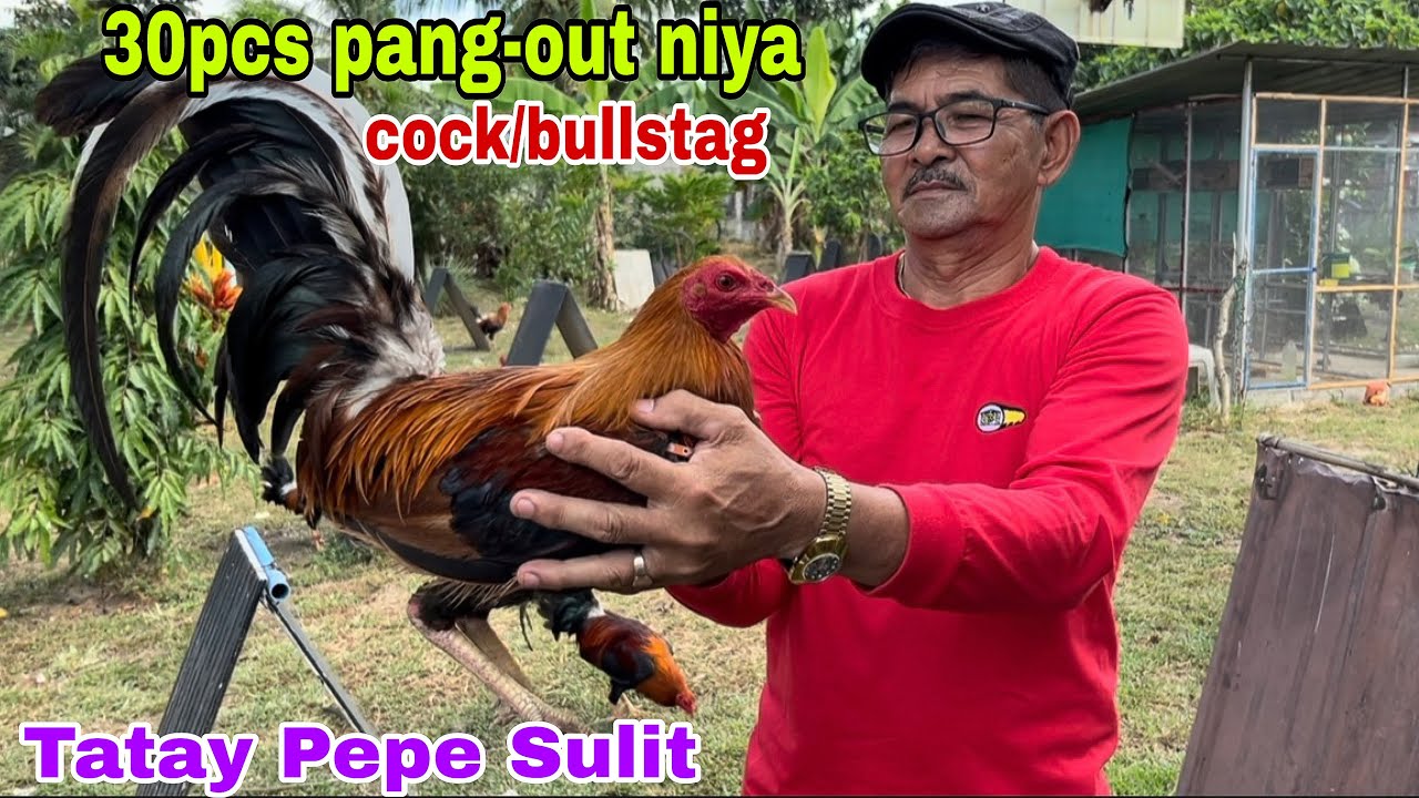 Pang out ni tatay Pepe Sulit ng Rosario batangas. 30 piraso cock/bullstag.